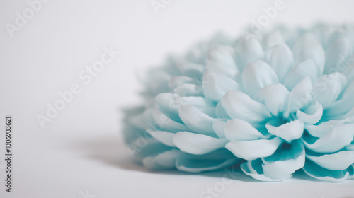 shaggy. Light blue flower with fluffy petals displayed against white background, gardening catalogs, home-decor guides, designed for gardening and botanical catalogs.