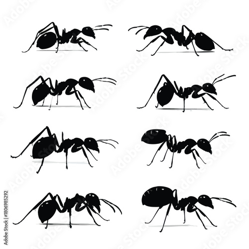 set of ants
