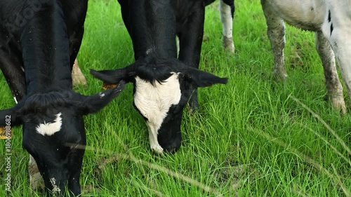 A black and white striped cow is grazing