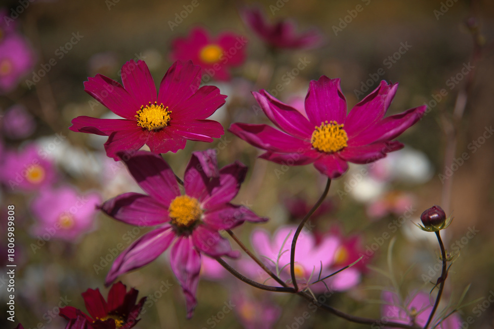 Fototapeta premium Beautiful cosmos flowers of different shades of pink next to each other