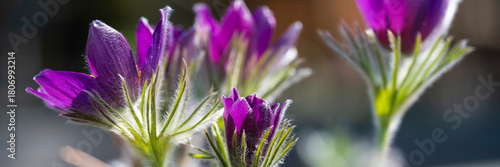 Deutschland, Nordrhein-Westfalen, Gewöhnliche Küchenschelle (Pulsatilla vulgaris), Gegegnlicht