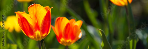 Deutschland, Nordrhein-Westfalen, Gelbe und rote Tulpen (Tulipa)