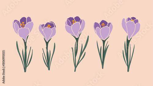 Сollection of spring primroses in a modern minimalist style. Purple crocus flowers Hand drawn in a flat design. Vector