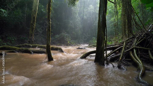 Misty forest river flowing through trees with roots in the water