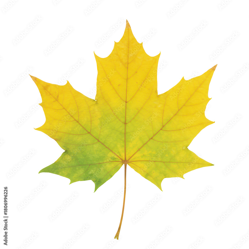 Obraz premium Vibrant autumnal maple leaf displaying yellow and green hues with visible veins isolated on white background