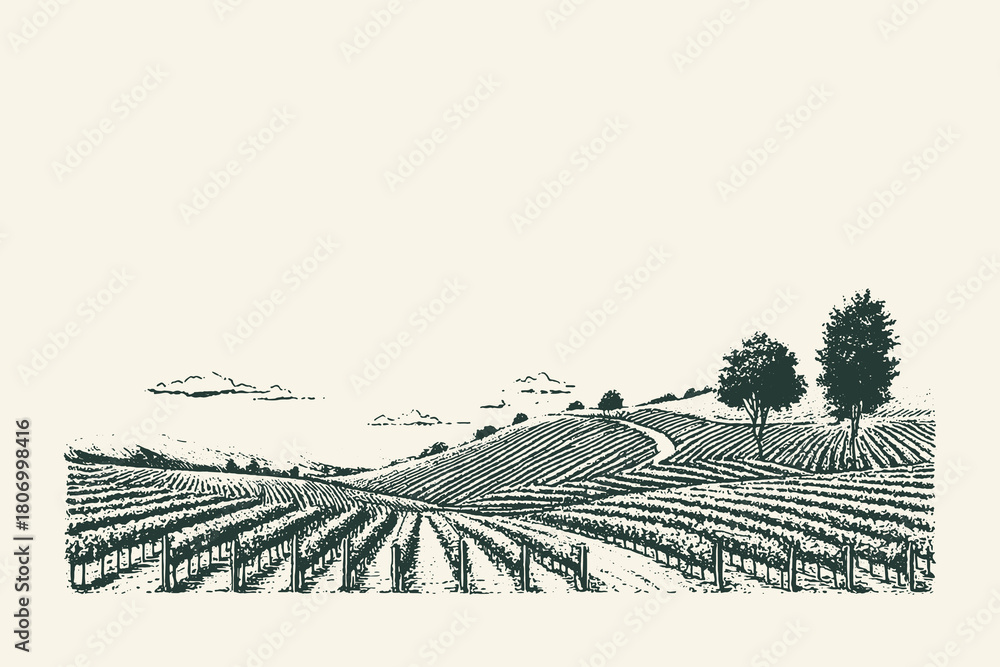 Fototapeta premium Vintage engraved vector landscape illustration of a hilly vineyard with rows of grapevines and trees, suitable for wine labels, winery branding, and agricultural or rustic travel design.