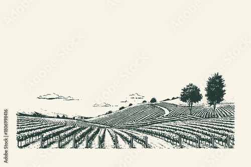 Vintage engraved vector landscape illustration of a hilly vineyard with rows of grapevines and trees, suitable for wine labels, winery branding, and agricultural or rustic travel design.