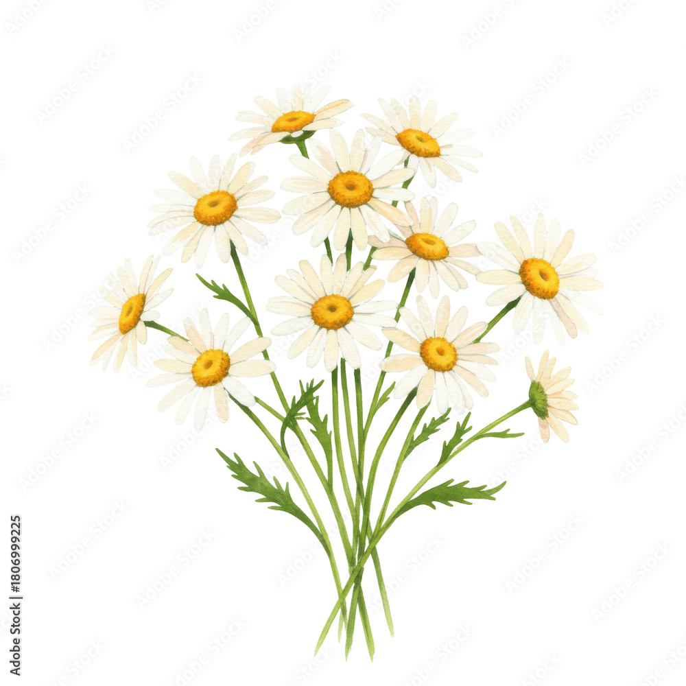 Fototapeta premium Watercolor painting of a delicate daisy bouquet isolated on white background