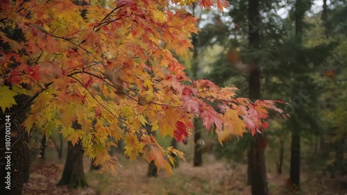 Autumn Forest: Falling Leaves, Vibrant Colors, Serene Nature Scene