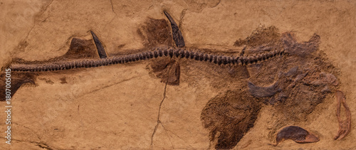 fossil of prehistoric fish in the stone