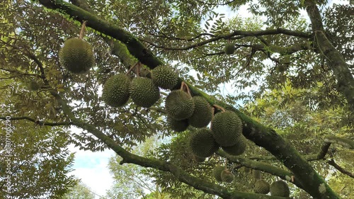 The scene captures a flourishing durian orchard. The fruit-laden trees are planted with ample, organized spacing. 
