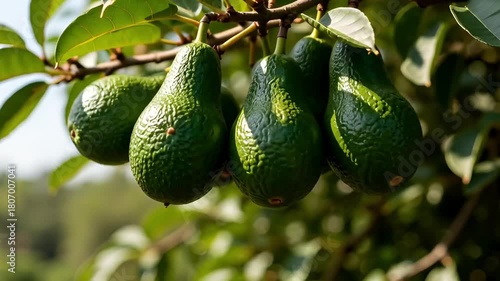 Ripe avocados growing on tree branch in sunny garden  