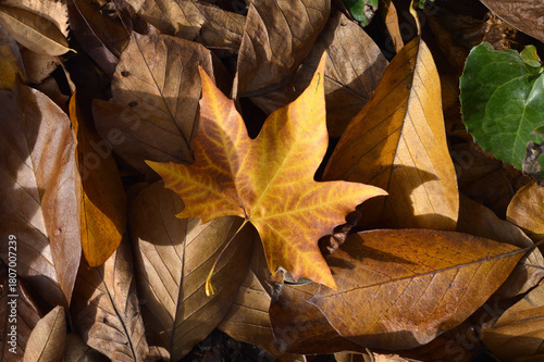Herbstblätter als Hindergrundbild