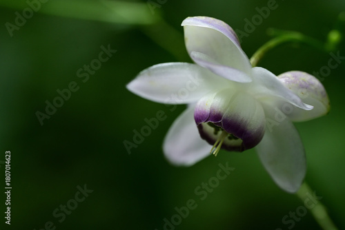 ひっそりと咲く「森の妖精」レンゲショウマ