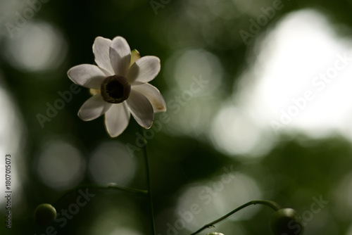 ひっそりと咲く「森の妖精」レンゲショウマ