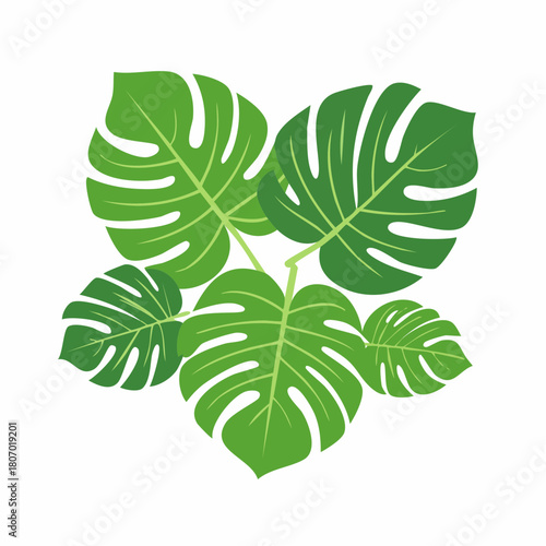A beautiful graphic illustration of lush green tropical Monstera plant leaves isolated on a white background.
