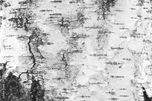 pattern of birch bark with black birch stripes