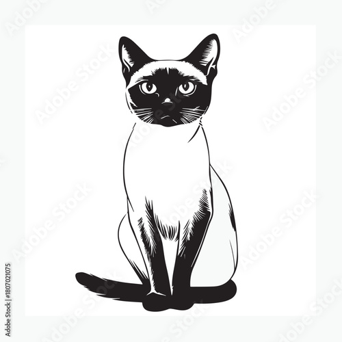 vector illustration of a siamese cat