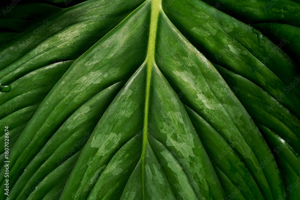 Fototapeta premium Close-up of a lush green tropical leaf showing bold veins, glossy texture, and natural moisture patterns. Rich botanical details perfect for nature, plant, and organic design themes.