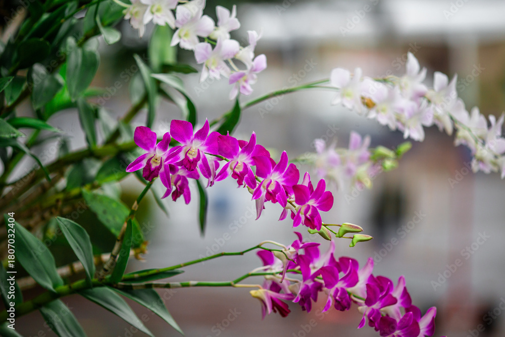 Fototapeta premium Flower garden landscape background, garden decoration in cafes and restaurants, for beauty and a photo corner for customers to relax and unwind their eyes.