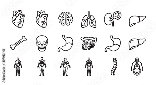 Human anatomy icons set vector illustration in black outline style