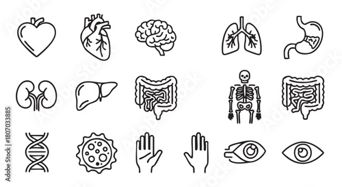 Human Organ Icons Set in Black and White Line Art Style
