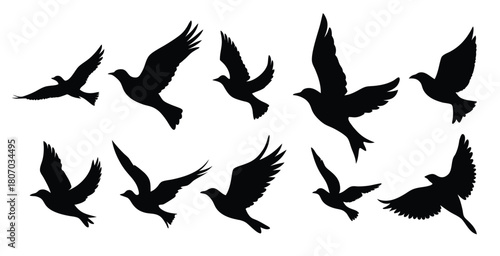 isolated flying birds silhouettes in various poses on white