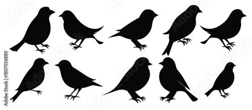 isolated sparrow silhouettes in various poses on white