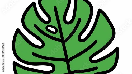 Monstera Leaf Animation: Growth Sequence of a Tropical Plant on White Background