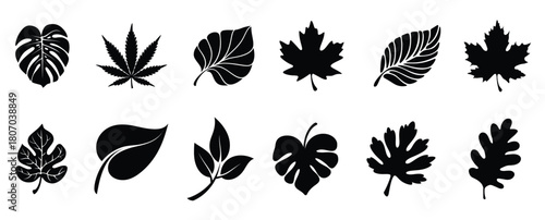 leaf icons set leaf silhouette tropical leaves set palm