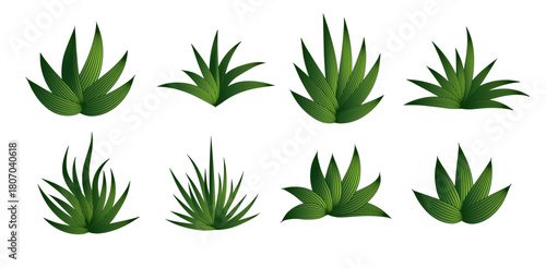 MAGUEY VECTOR 