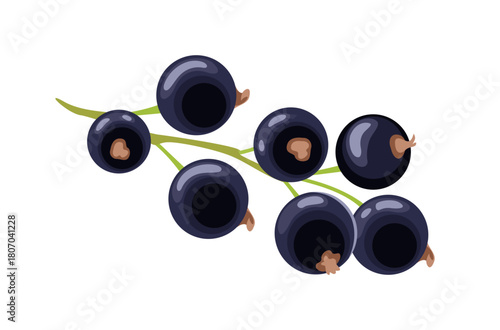 Black currant isolated on white background. Vector cartoon flat illustration. Fresh berry icon. 