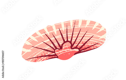 Cute pink cockle icon. Exotic clam shell, seashell of mussel. Tropical sea mollusk, scallop, cockleshell. Patterned ocean conch, beach decoration. Flat isolated drawing vector illustration on white.