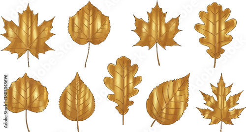 Assortment of golden autumn leaves on a white background for design ideas