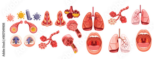 Modern Flat Lungs, Airways, and Throat Original Collection