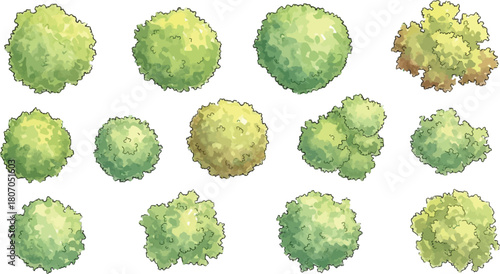 Watercolor tree crowns arrayed in top view for landscaping architecture plans