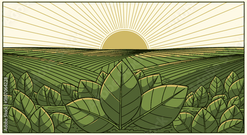 Illustration of a field with large leaves in the foreground and a rising sun in the background.