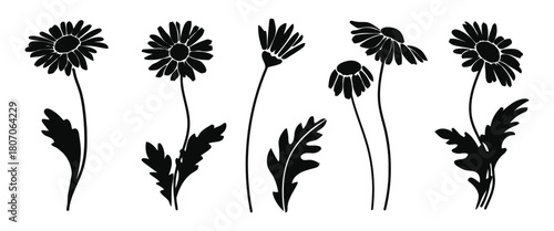 daisy, daisies, flower, flowers, silhouette, black, white background, illustration, graphic, botanical, nature, bloom, petals, stem, leaves, simple, clean, design element, isolated, collection, set, g