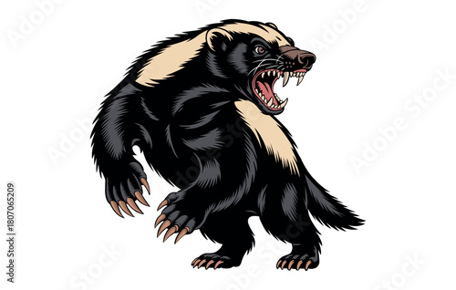 Vector illustration of an angry honey badger on a white background