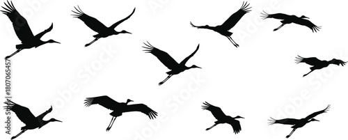 Flying bird silhouettes, crane flight positions, heron wing motion, black bird shapes, avian movement study, elegant wildlife, nature illustration set