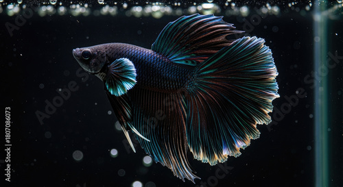 Elegant Siamese Fighting Fish Displaying its Finery: A Captivating Aquatic Portrait of a Majestic Betta Splendens in Dark Waters