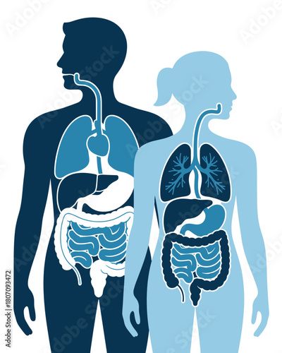 Human Anatomy Illustration Male and Female Internal Organ Systems