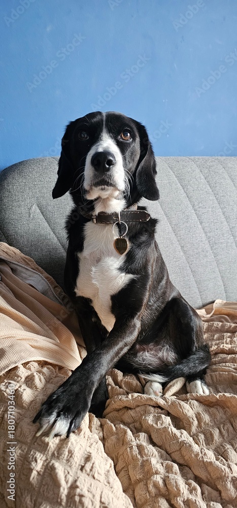 Obraz premium white and black dog