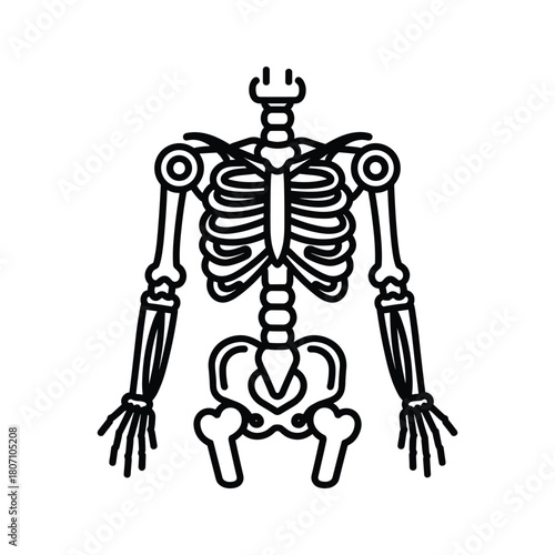 Human skeleton torso and upper limbs isolated on