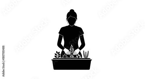 Woman gardening and caring for plants in container on transparent background, silhouette illustration 