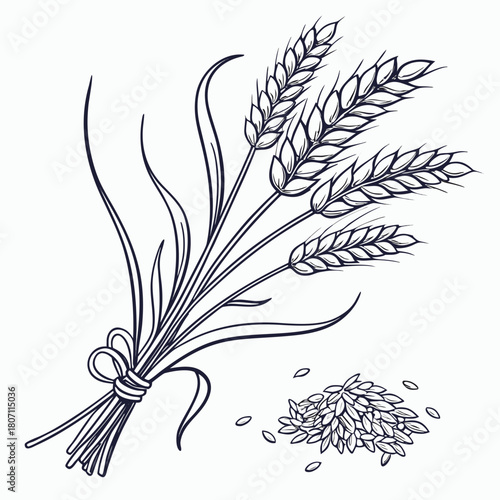 Line art illustration of wheat stalks and grains