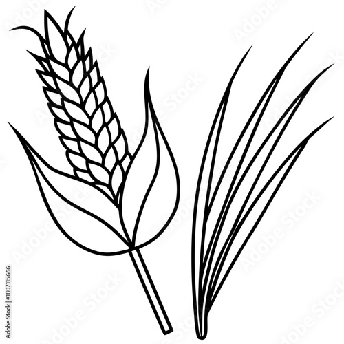 Simple outline drawing of a wheat stalk and grass blades