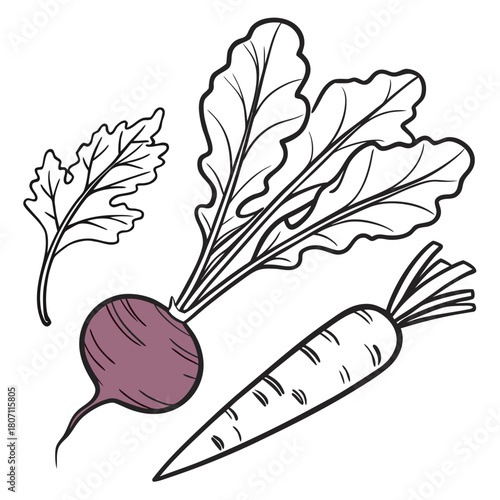 Stylized beet and carrot with leaves illustration