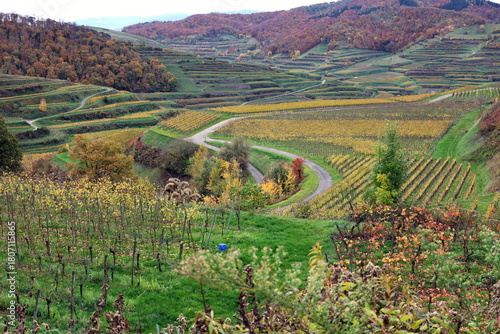 Herbstlandschaft bei Vogtsburg im Kaiserstuhl