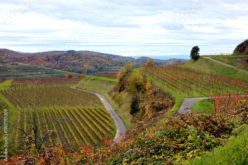 Herbstlandschaft bei Vogtsburg im Kaiserstuhl